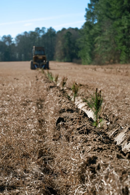 Planting (Vertical)